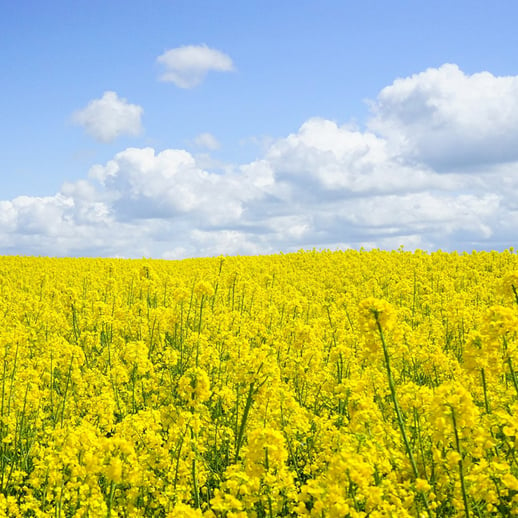 flowers field